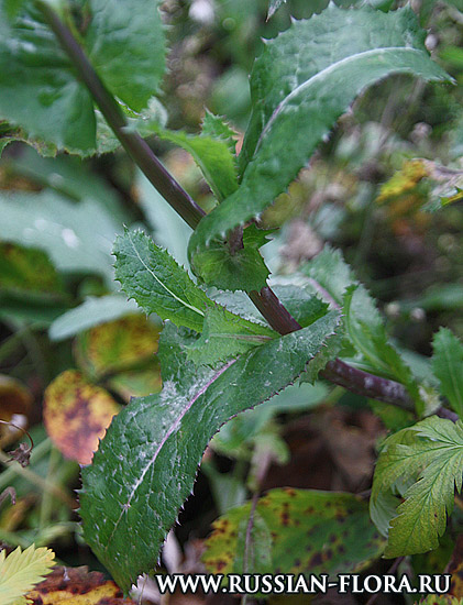 Осот огородный (Sonchus oleraceus L.)